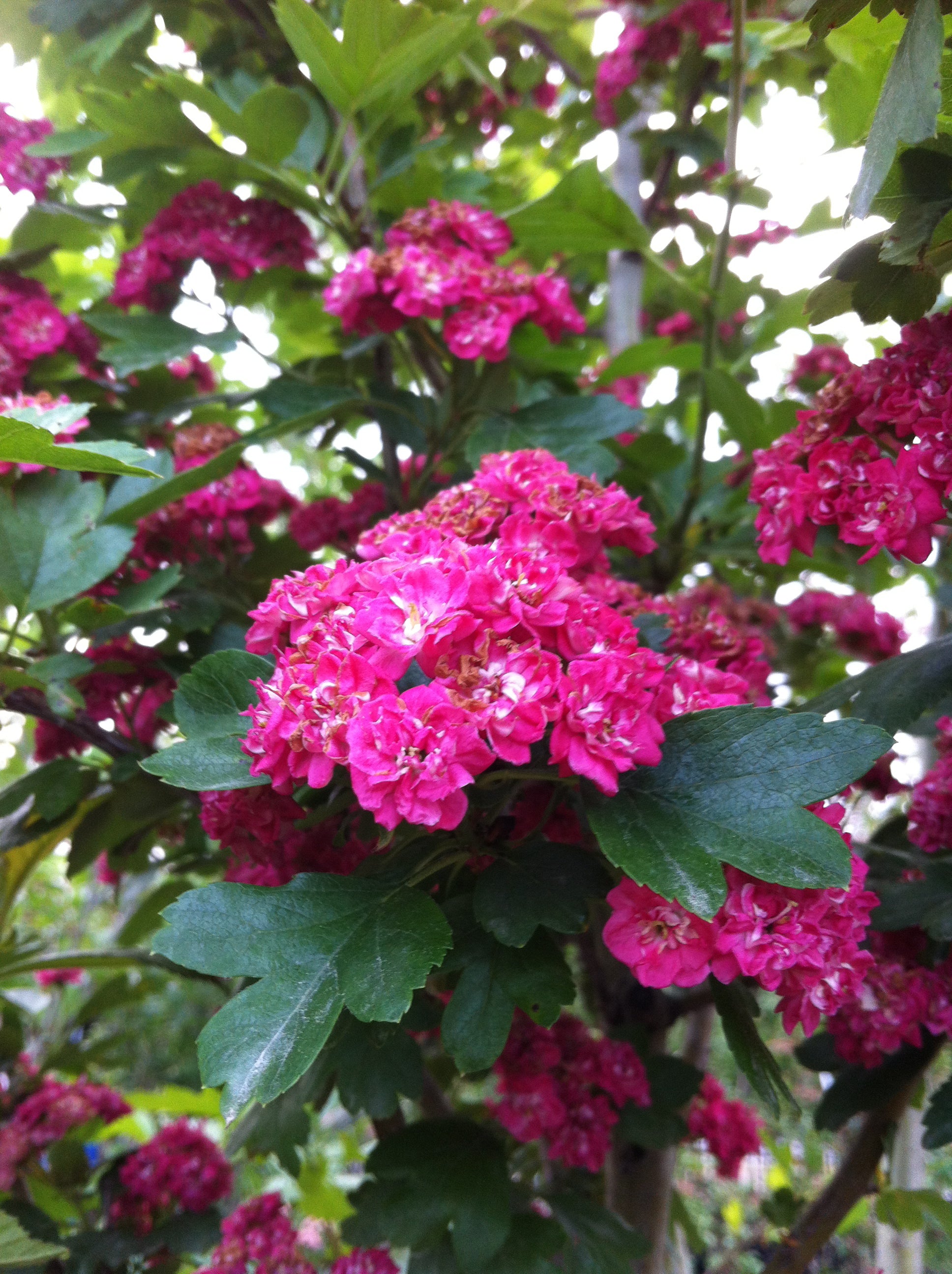 Crataegus laevigata Paul's Scarlet Paul's Scarlet Hawthorn