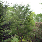 Fagus sylvatica Asplenifolia Fernleaf Beech