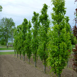 Fagus sylvatica Dawyck Green Dawyck Green Beech