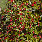 Ilex verticillata Red Sprite Red Sprite Winterberry (female)
