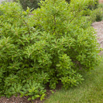 Ilex verticillata Southern Gentleman Southern Gentleman Winterberry