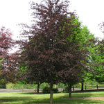 Fagus sylvatica Riversii River's Beech