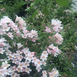 Kolkwitzia amabilis Beautybush