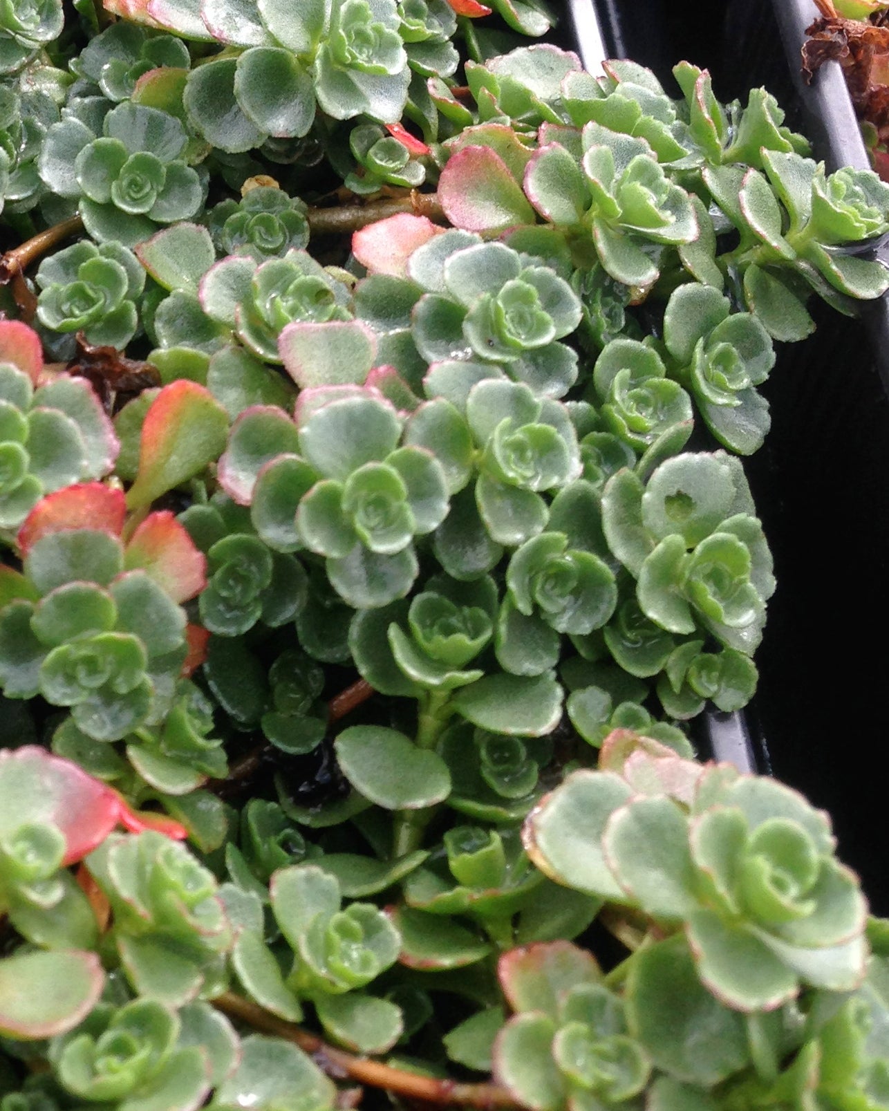 Sedum spurium John Creech Two row Stonecrop