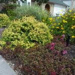 Sedum spurium Voodoo Two row Stonecrop
