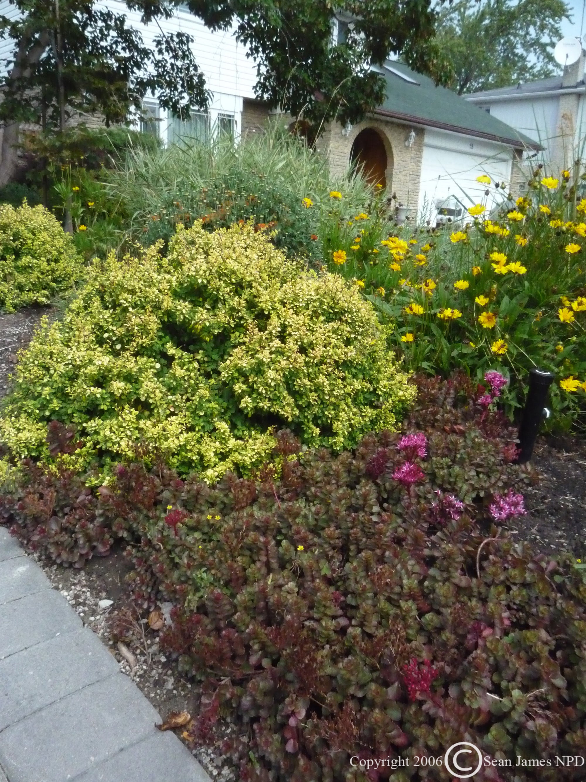 Sedum spurium Voodoo Two row Stonecrop