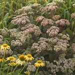 Sedum telephium Matrona Stonecrop