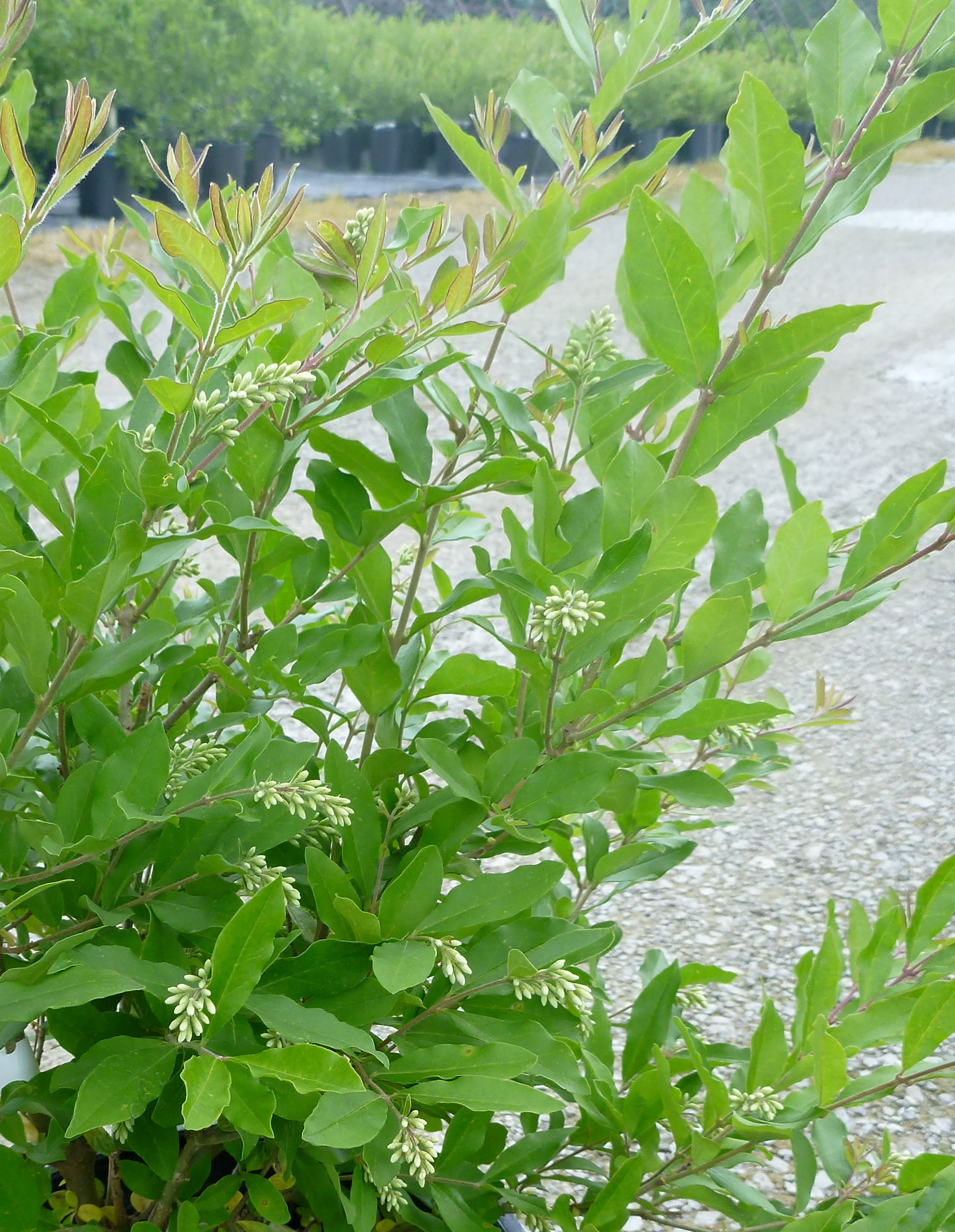 Ligustrum obtusifolium Regelianum Regal's Privet