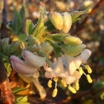 Lonicera fragrantissima Winter Honeysuckle