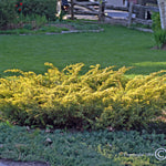 Juniperus communis var. depressa Aurea Canadian Golden Juniper
