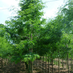 Gleditsia triacanthos var. inermis Thornless Honeylocust