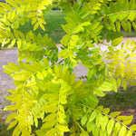 Gleditsia triacanthos var. inermis Sunburst Suncole PP1313 Sunburst Honeylocust