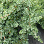 Juniperus conferta Blue Pacific Blue Pacific Shore Juniper