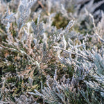 Juniperus horizontalis Bar Harbor Bar Harbor Juniper