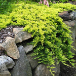 Juniperus horizontalis Mother Lode PP5948 Mother Lode Juniper