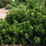 Myrica pensylvanica Bayberry