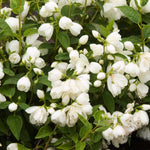 Philadelphus x Snowbelle COPF Snowbelle Mockorange