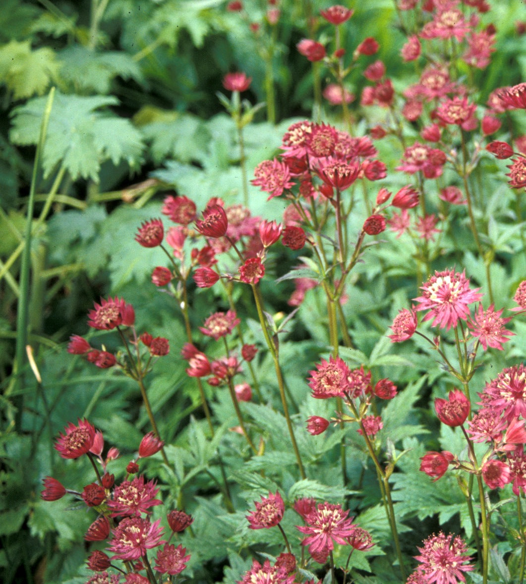 Astrantia major Hadspen Blood Masterwort