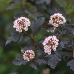 Physocarpus opulifolius Summer Wine Seward PP14821, CPBR2641 Summer Wine Ninebark