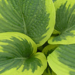 Hosta Great Arrival Plantain Lily