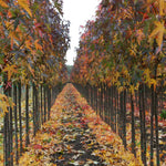 Liquidambar styraciflua Worplesdon Worplesdon Sweetgum
