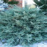 Juniperus x pfitzeriana Pfitzeriana Glauca Blue Pfitzer Juniper