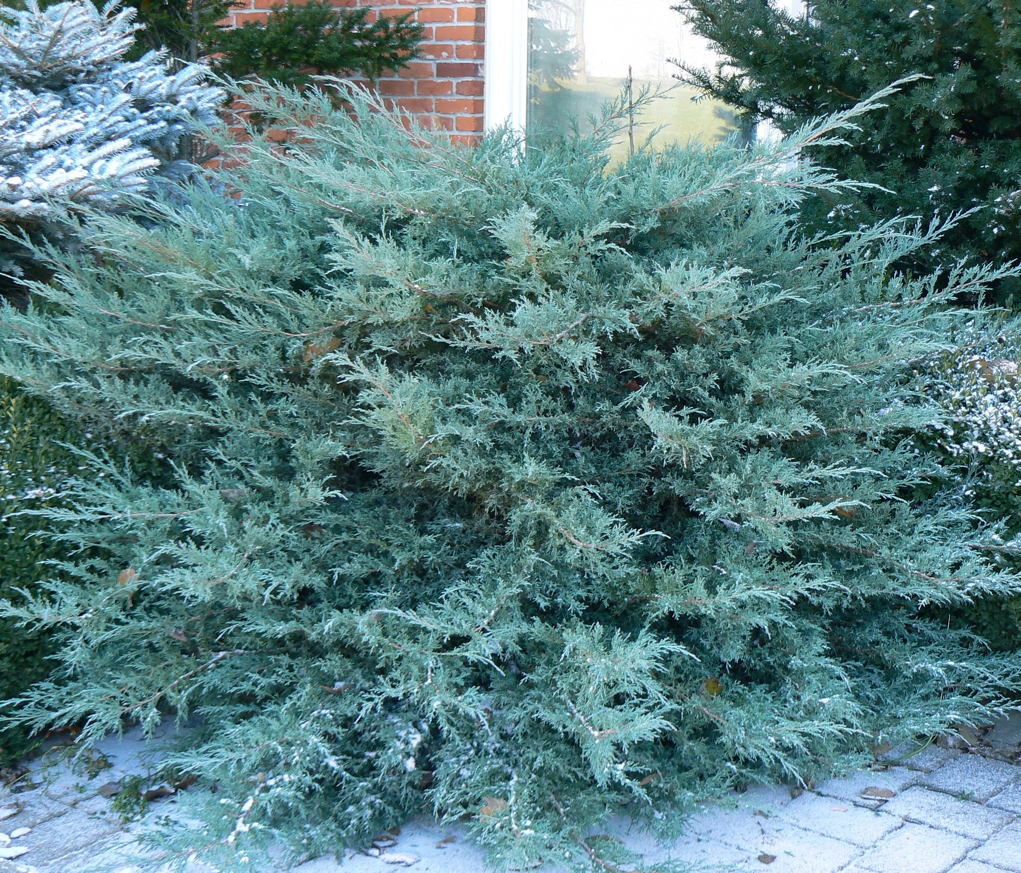 Juniperus x pfitzeriana Pfitzeriana Glauca Blue Pfitzer Juniper