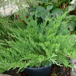 Juniperus sabina Arcadia Arcadia Juniper