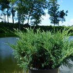 Juniperus sabina Blue Danube Blue Danube Juniper