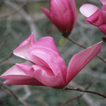 Magnolia x Galaxy Galaxy Magnolia