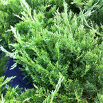 Juniperus sabina Buffalo Buffalo Juniper