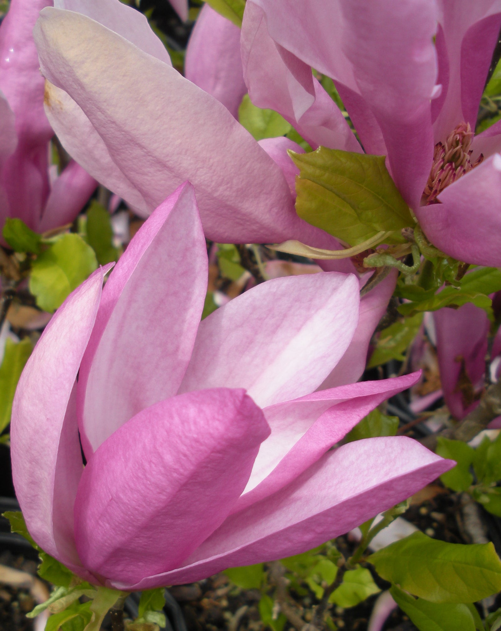 Magnolia x Susan Susan Magnolia
