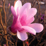 Magnolia x loebneri Leonard Messel Leonard Messel Magnolia