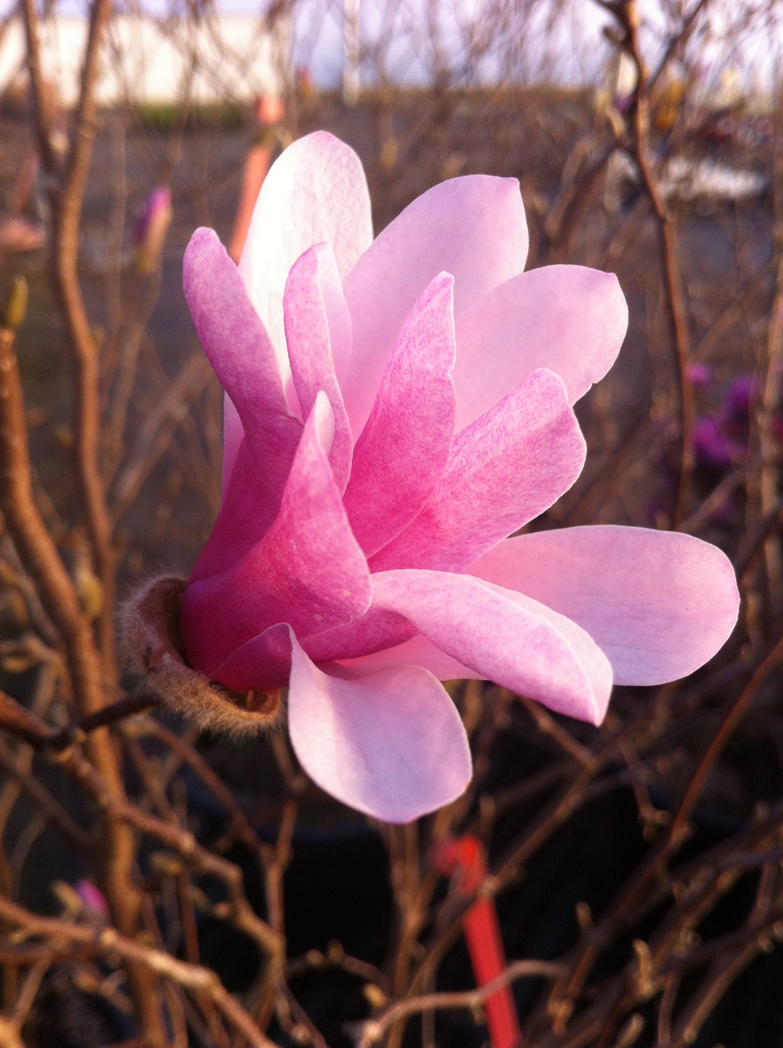 Magnolia x loebneri Leonard Messel Leonard Messel Magnolia