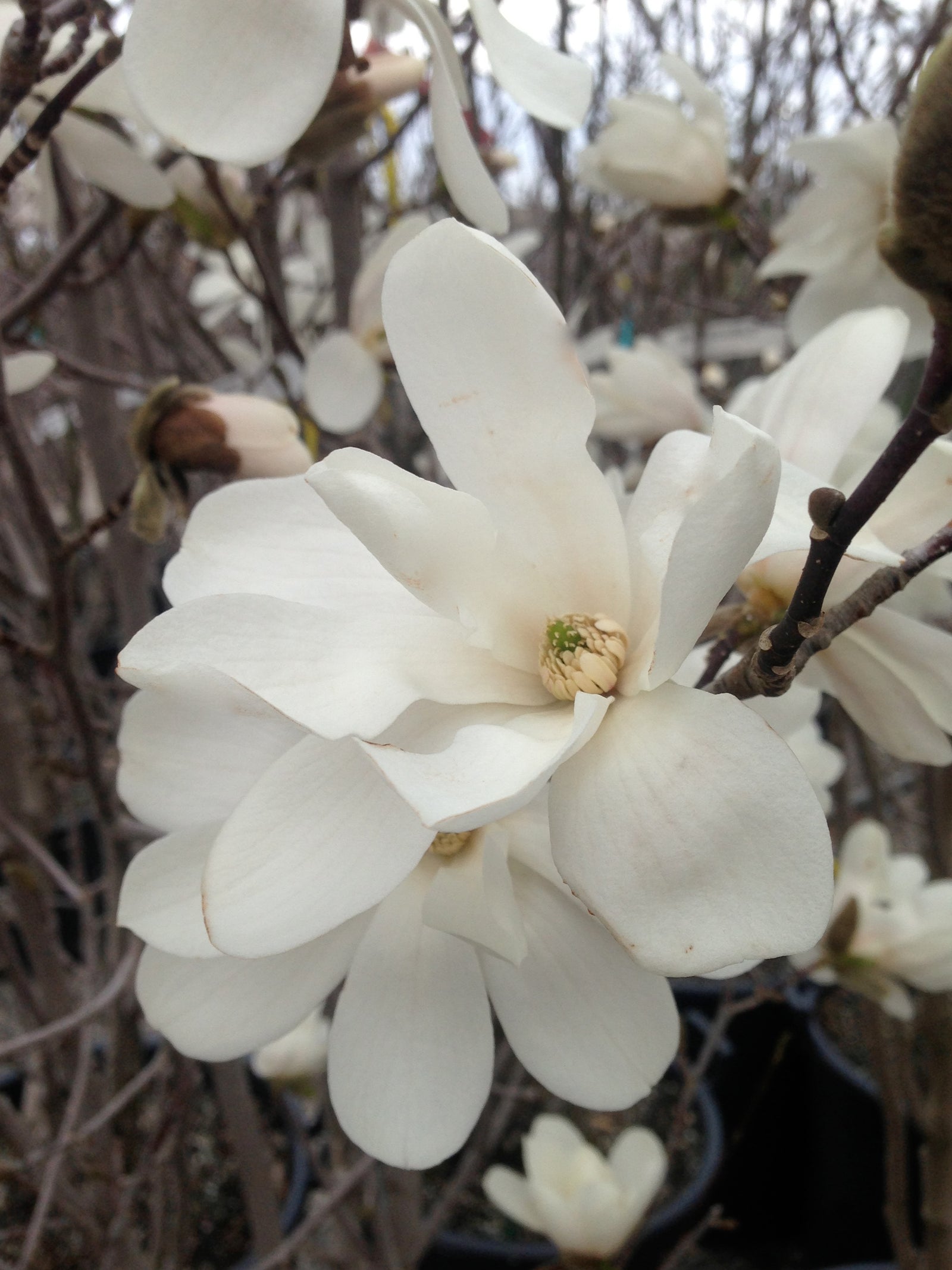 Magnolia x loebneri Merrill Merrill Magnolia