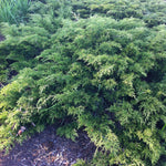Juniperus sabina Calgary Carpet Monna Calgary Carpet Juniper