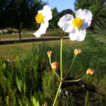 Alisma plantago aquatica Broadleaf Water Plantain