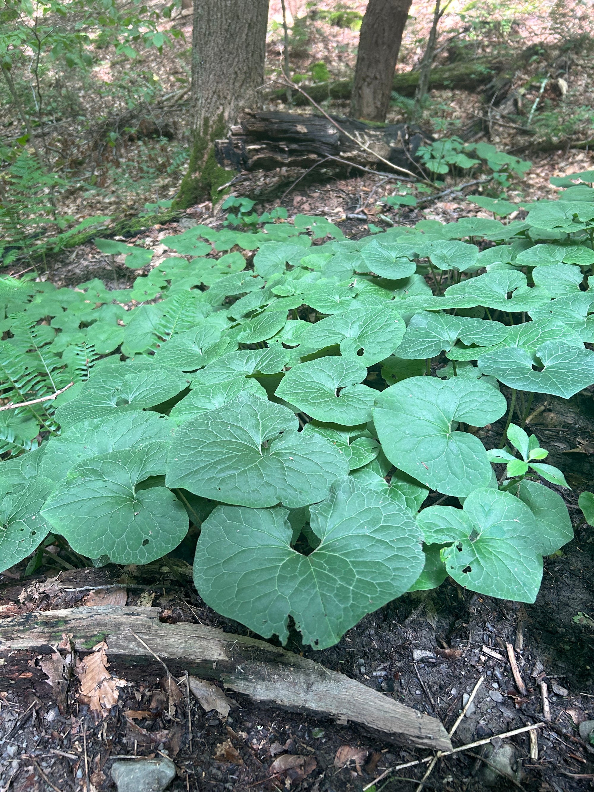 Asarum canadense Wild Ginger