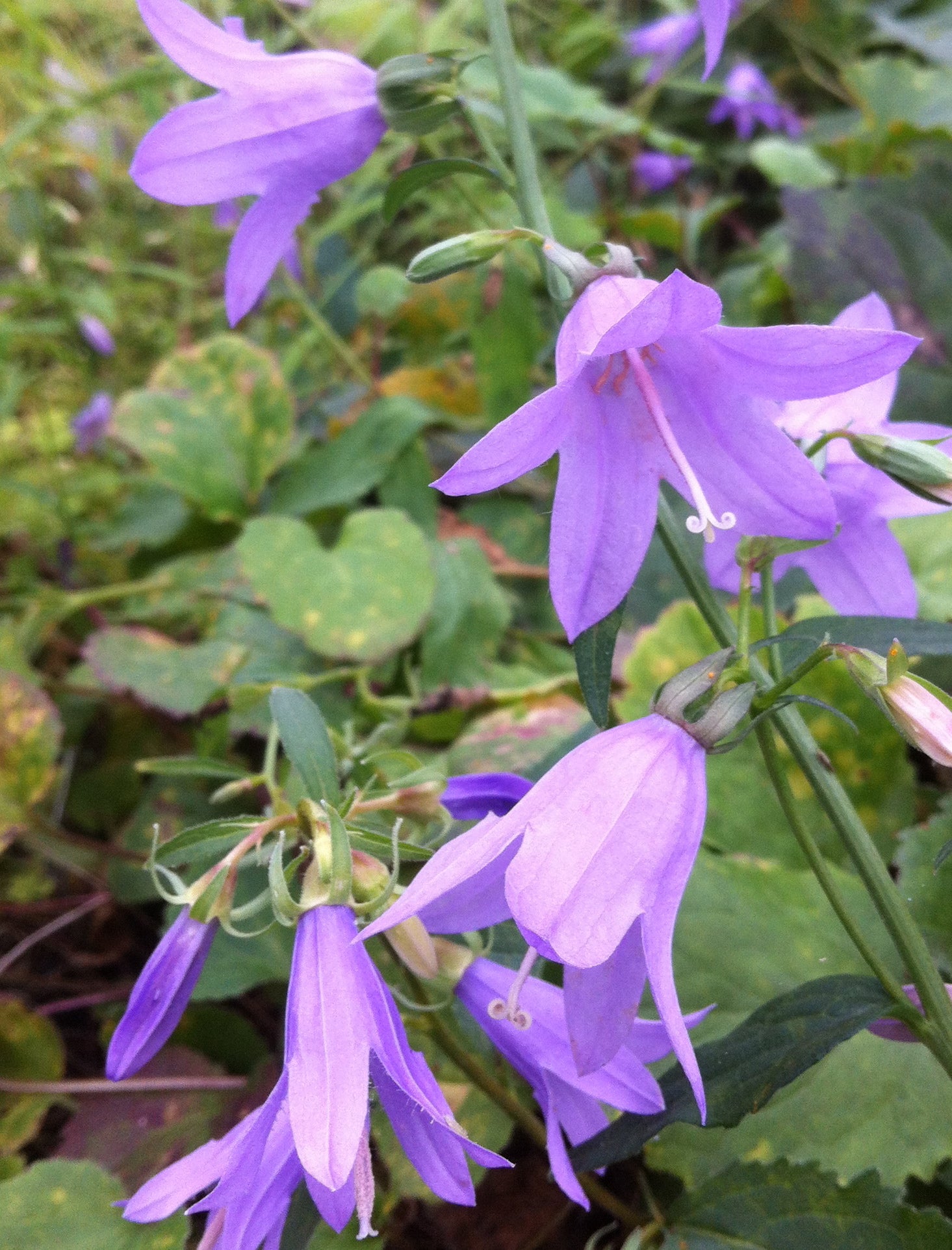 tree with lavender bell shaped flowers Tall Bellflower – GardenTap