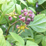 Caulophyllum thalictroides Blue Cohosh