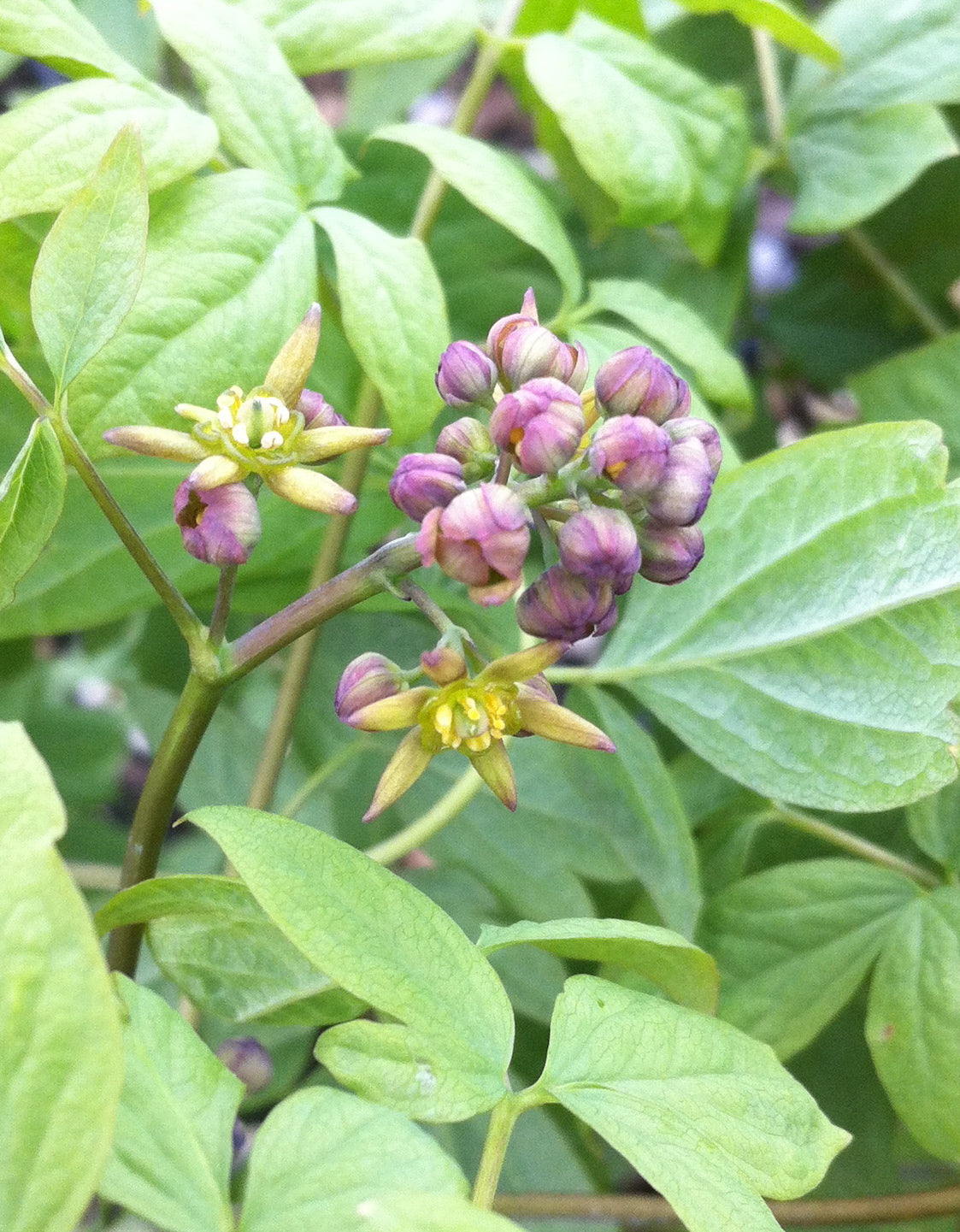 Caulophyllum thalictroides Blue Cohosh