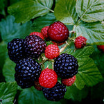 Rubus occidentalis Black Raspberry