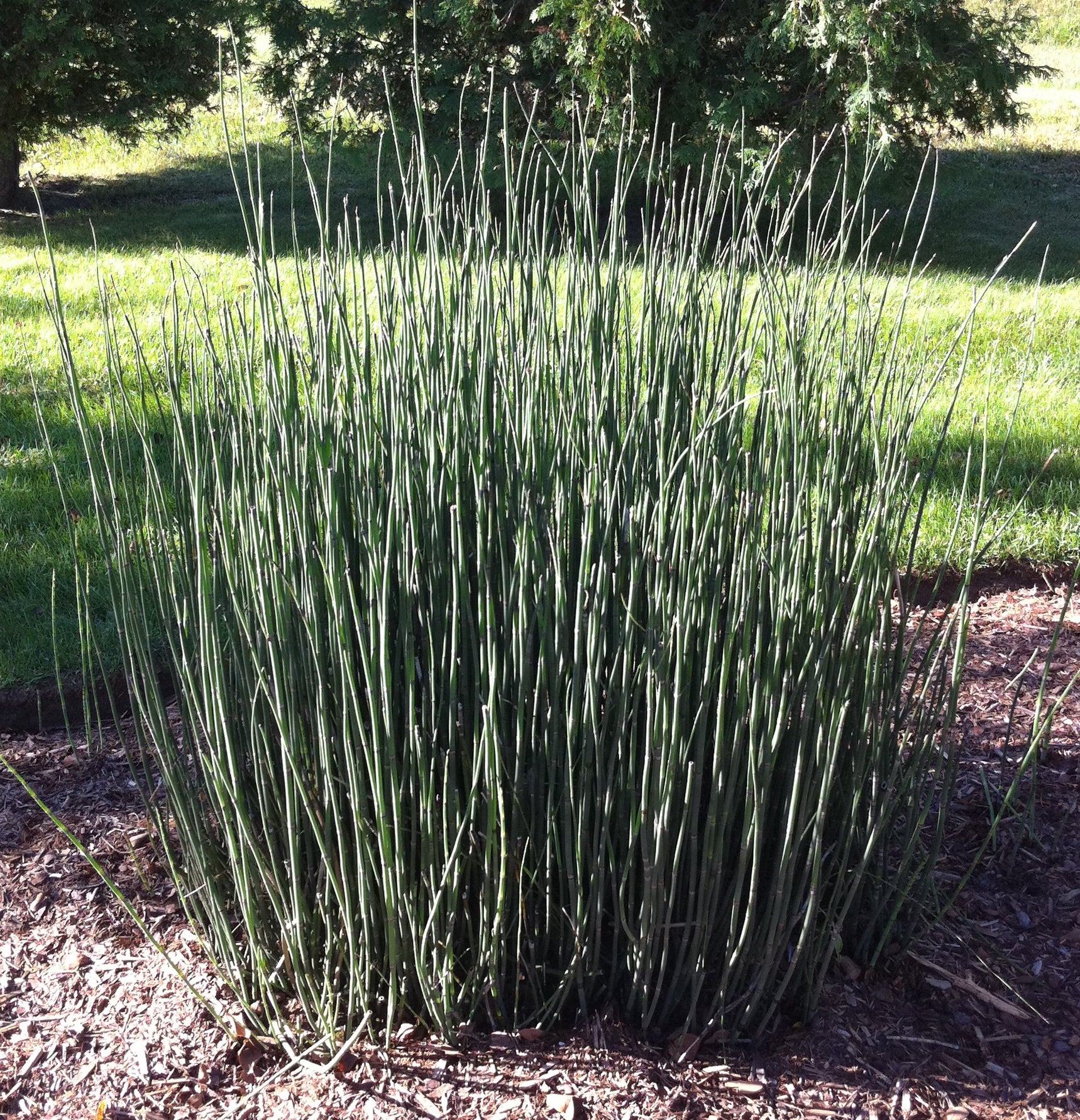 scouring rush herbicide Scouring Rush – GardenTap