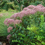 Eupatorium fistulosum Hollow Joe Pye Weed