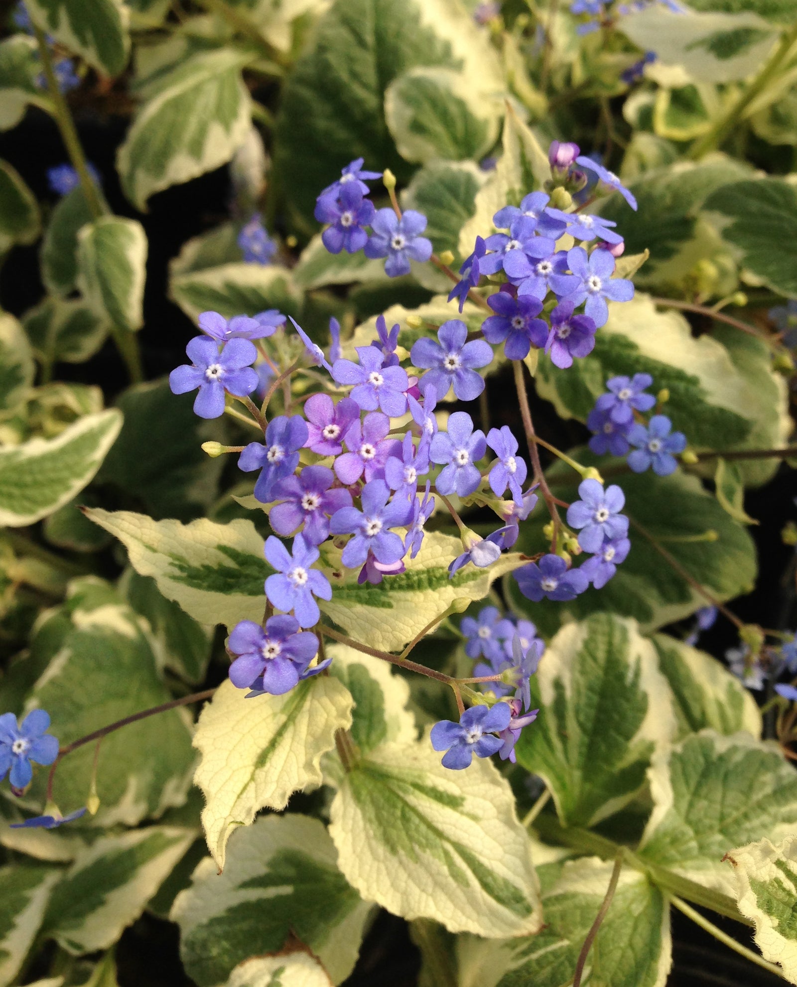 Brunnera macrophylla Dawson's White Siberian Bugloss