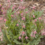 Geum triflorum Grandpa's Whiskers