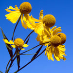 Helenium autumnale Sneezeweed