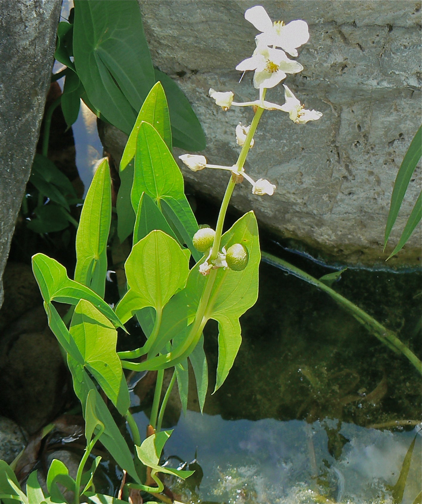 Sagittaria latifolia Arrowhead