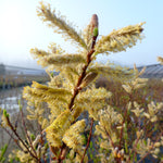 Salix udensis Sekka Dragon Willow