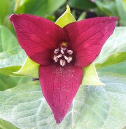 Trillium erectum Red Trillium